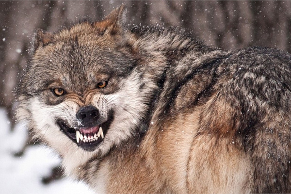 Проводится работа по оральной иммунизации диких плотоядных животных.